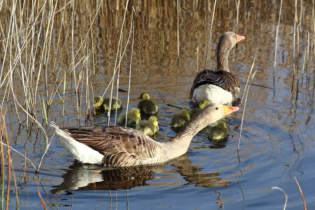 Pareja de ánsares con sus pollos en las Tablas de Daimiel