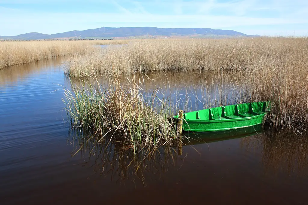 Barca verde entre el carrizo de las Tablas de Daimiel