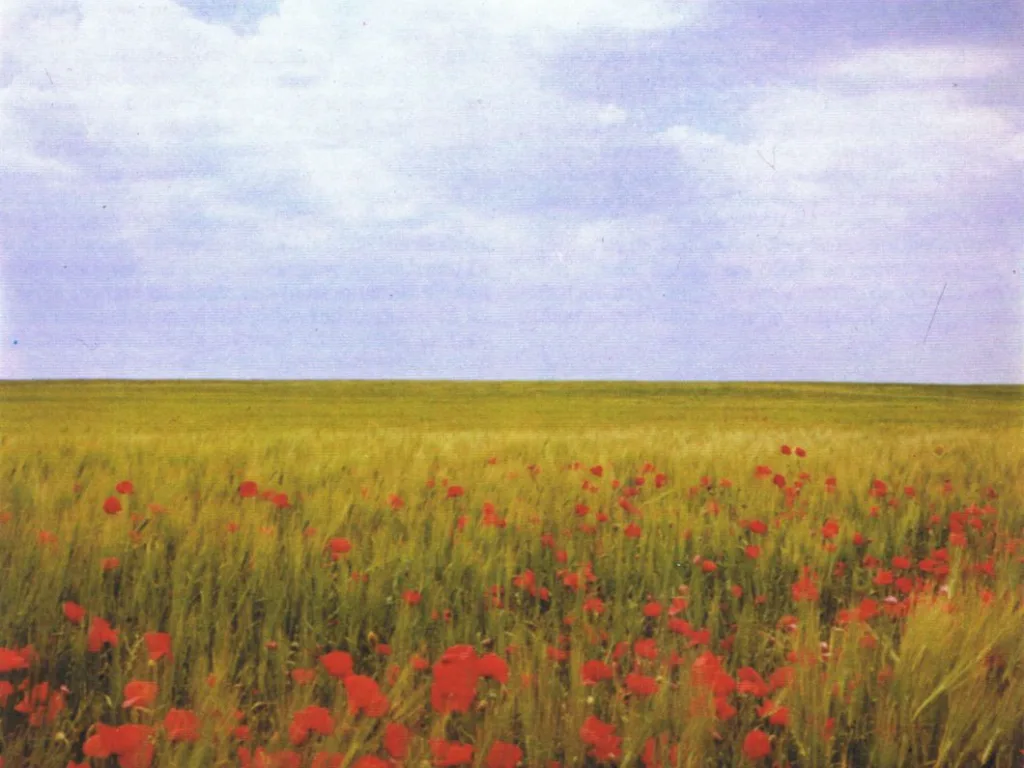 Campo de cereal con amapolas en verano en Campo de Criptana, La Mancha