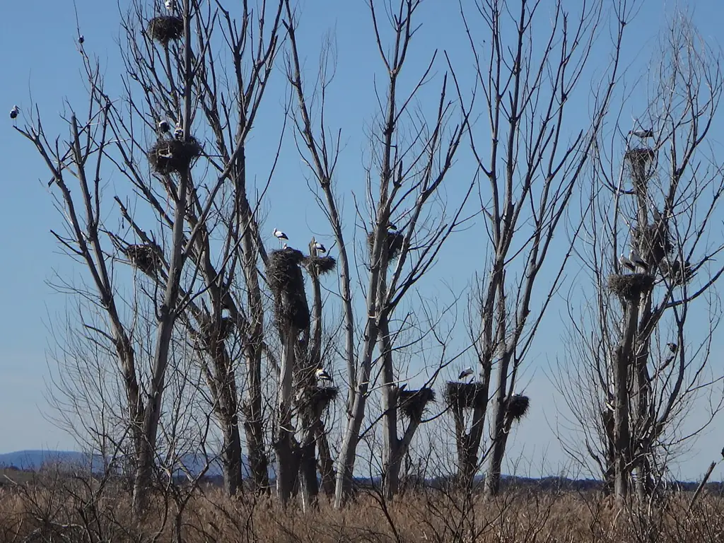 Cigüeñas en sus nidos sobre árboles secos en las Tablas de Daimiel