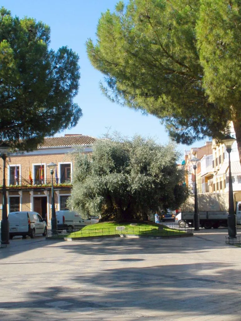 Olivo milenario en la plaza de España de Daimiel
