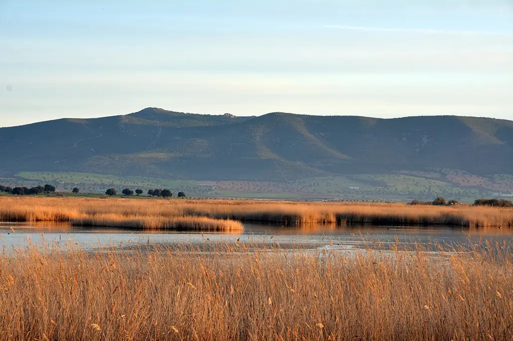 Carrizal y láminas de agua de las Tablas de Daimiel con las sierras al fondo