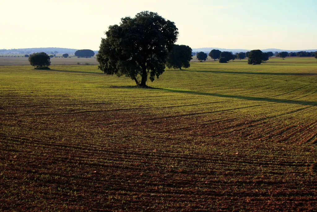 Llanura de La Mancha con campos arados y una encina solitaria