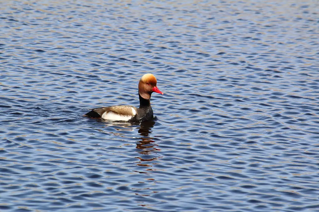 Macho de pato colorado nadando en las Tablas de Daimiel
