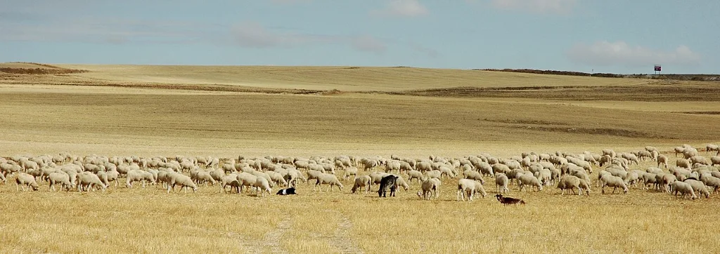 Rebaño de ovejas pastando en la llanura de la meseta