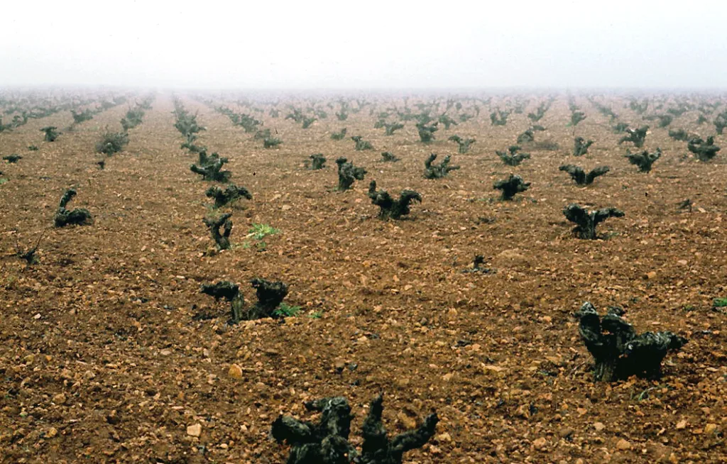 Viñedo de cepas bajas en la llanura de la provincia de Ciudad Real